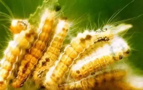 大虫小虫遇到毒死蜱会怎样？注意不可与碱性或酸性物质混用