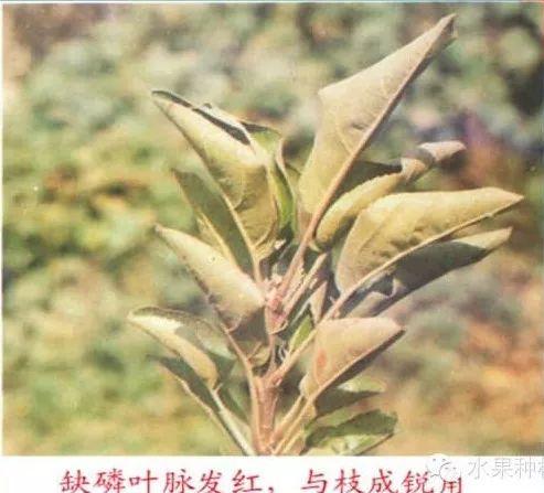 苹果树常见8种缺素症的表现及防治（图文版）7