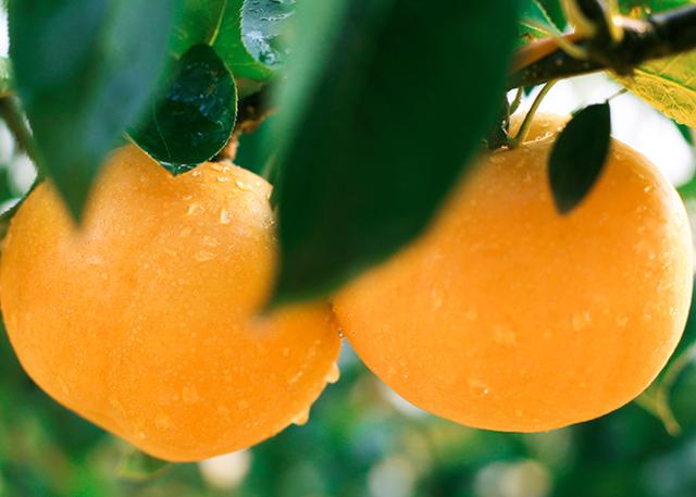 立秋后 再馋也要少吃 2瓜 多吃 3果 顺应节气更康健 太阳信息网