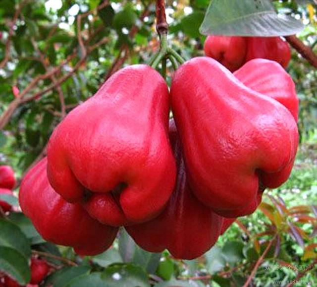 海南水果大全图片名称(海南最名贵的20种水果)