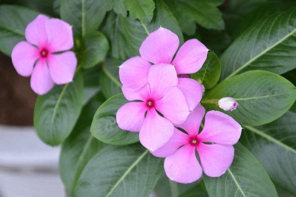 一盆长春花 一盆长春花（一盆长春花阅读答案） 生活