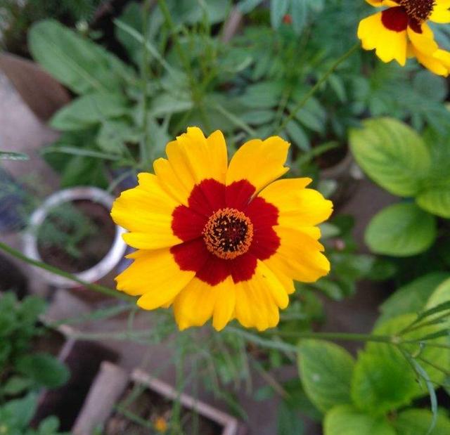 黑心菊 黑心菊（黑心菊是多年生吗） 生活