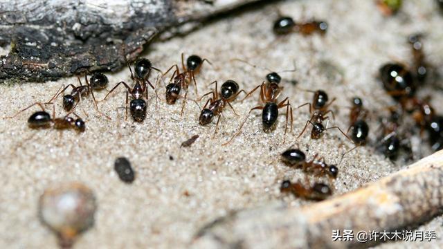 教你清除月季土壤内的虫害。从源头抓起，让月季时刻保持健康15