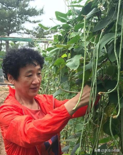 豆角化花是怎么回事