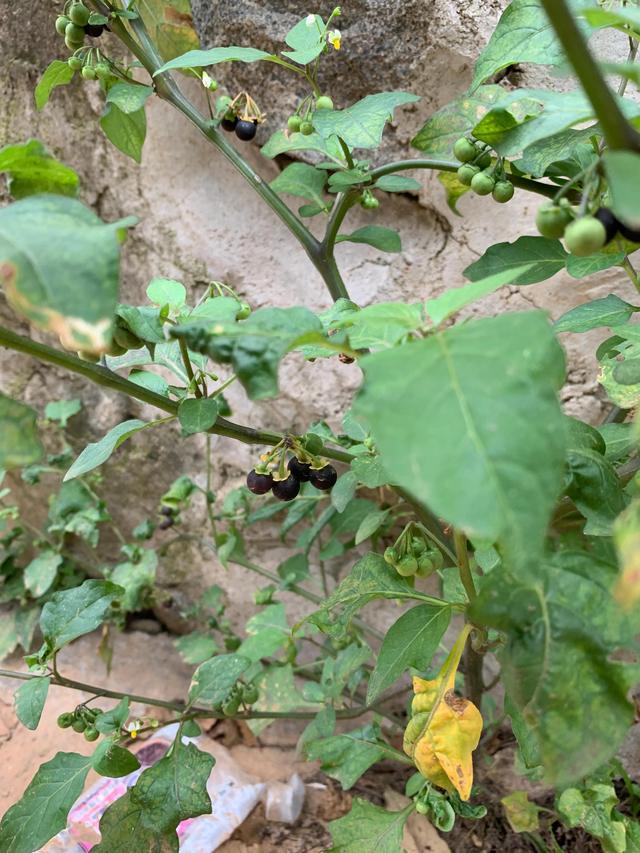 少花龙葵 少花龙葵(少花龙葵果子能吃吗) 创业知识库