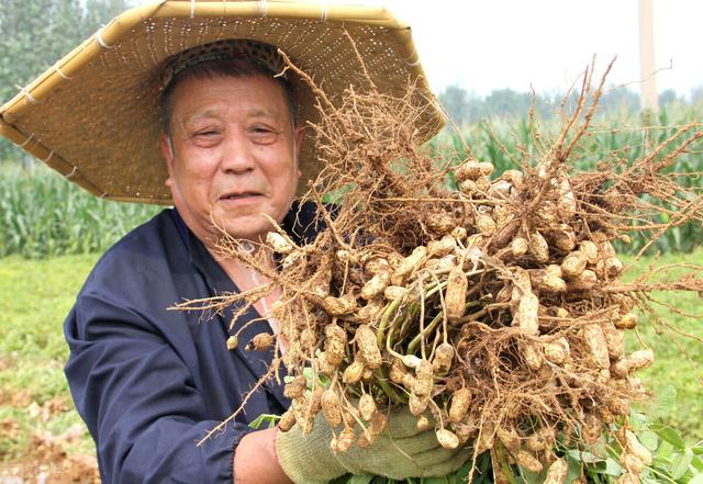 花生最好的叶面肥，坐果多荚果饱满，亩产量达1300斤，一季无病害2