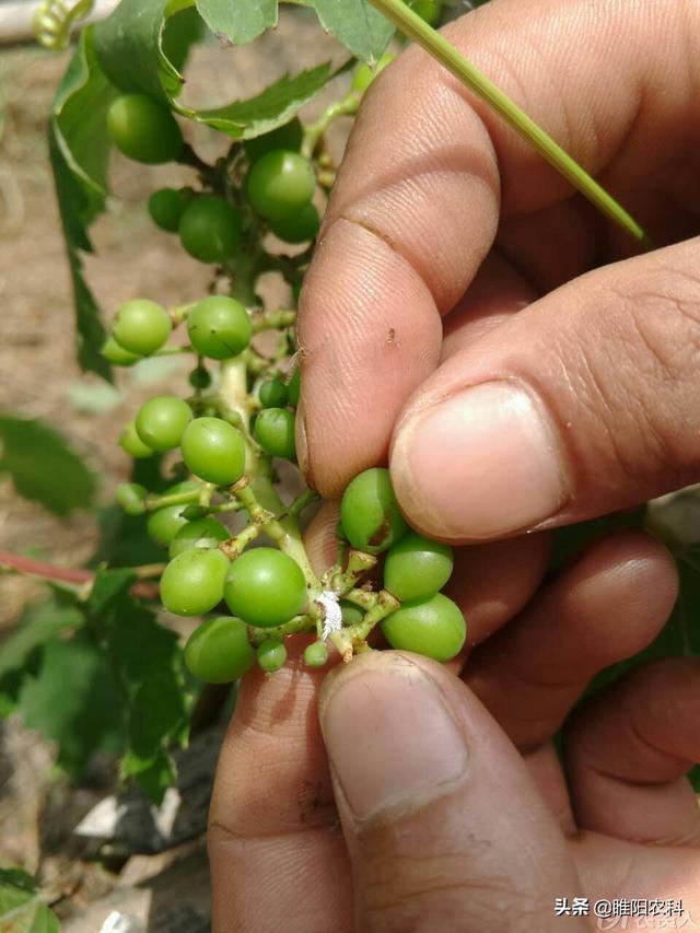 记住介壳虫这个时期防治效果最好，用这个新药二遍就可彻底铲除2