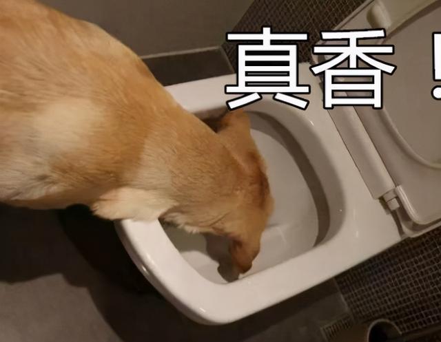 狗吃自己的屎