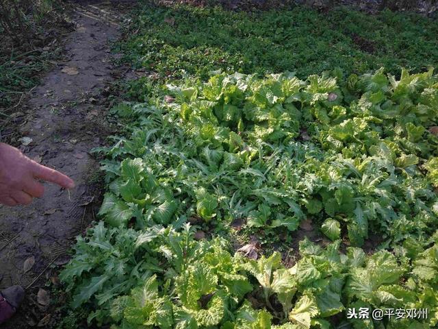 男子为尝鲜荒院内种250株罂粟苗