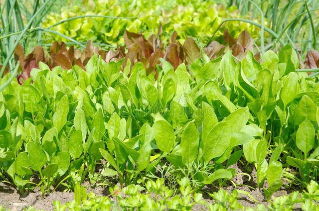 入伏后能种哪些蔬菜？除了初伏萝卜，五种菜园时令蔬菜可放心种6