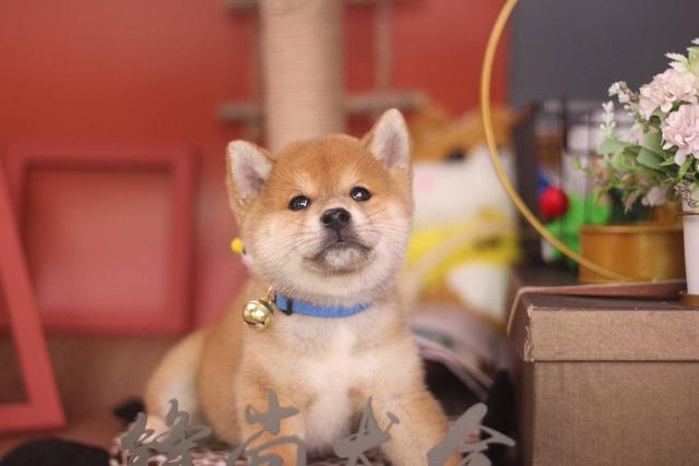 图文 我花了买的柴犬为什么毛这么长 是稀有犬种吗 值吗 长毛柴犬多少钱一只 Www Chongwu56 Com