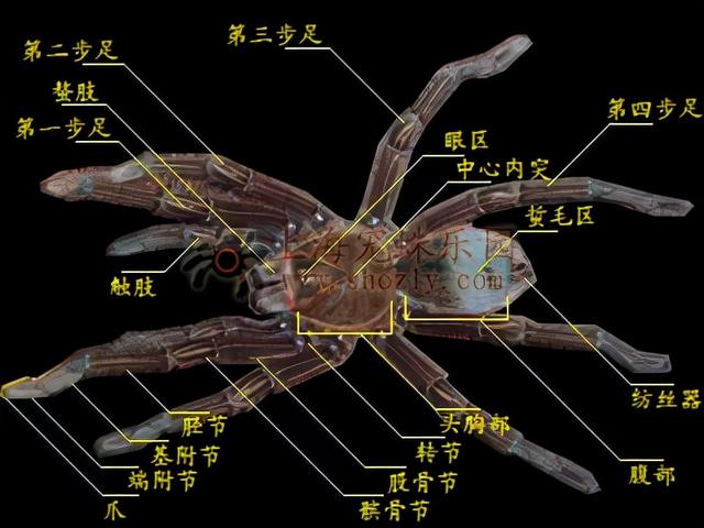 蜘蛛的身体构造9,蜘蛛的形态先对食物吐出消化液,进行体外消化,再吸入