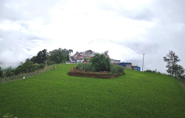 绿春玛玉茶 绿春玛玉茶（绿春玛玉茶的市场状况） 生活