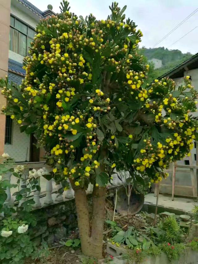 火龙果是仙人掌的果实
