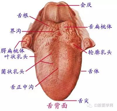 口腔牙齿图片大全图解
