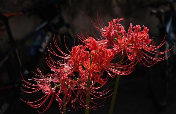 冥界之花有哪些（盘点6种很美的“冥界之花”）