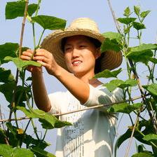 清華女博士石嫣 留學歸來紮根農村11年 靠種地年收入800萬 Kks資訊網