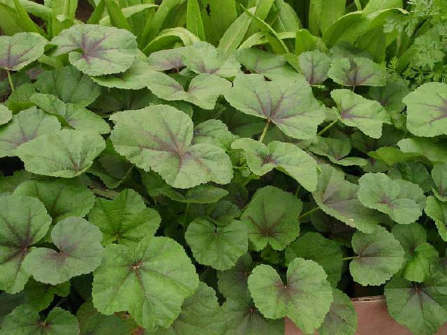 农村这8种蔬菜，也许你没当回事，多吃老人小孩能补钙，记得收藏