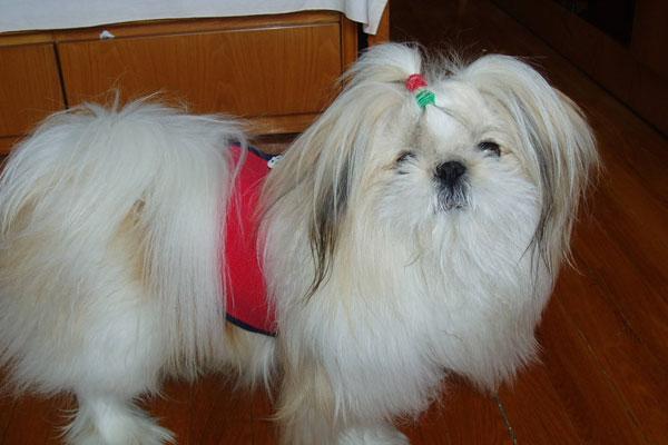 图文 西施犬没有发情 阴道出血 是什么原因引起的 母狗绝育手术后阴道排血 Www Chongwu56 Com