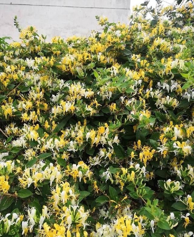 金银花盆景 金银花盆景（金银花盆景图片欣赏） 生活