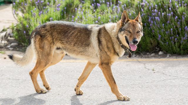 捷克狼犬