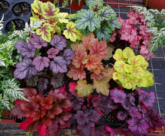 花卉种类