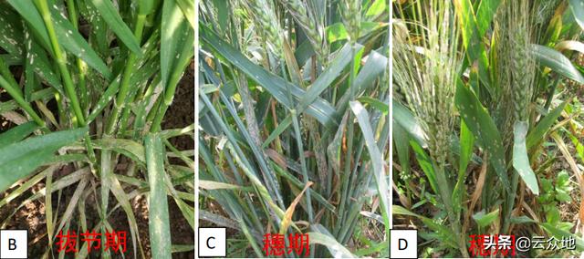 小麦白粉病已发生，选什么药防治，什么时期使用更科学？2