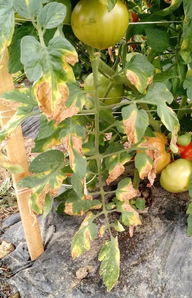 最近阴雨连绵，植物叶子容易长“锈斑”，教你正确预防和处理11