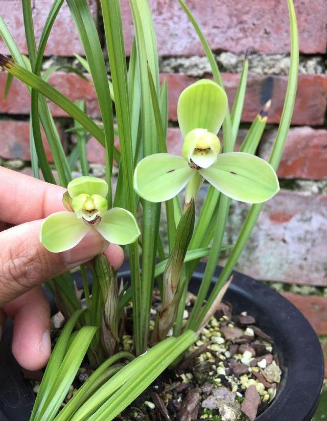 宋梅 宋梅（宋梅开花时间） 生活