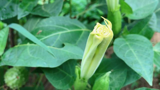曼陀罗花有什么功效 曼陀罗花有什么功效「曼陀罗花泡酒的功效」 生活