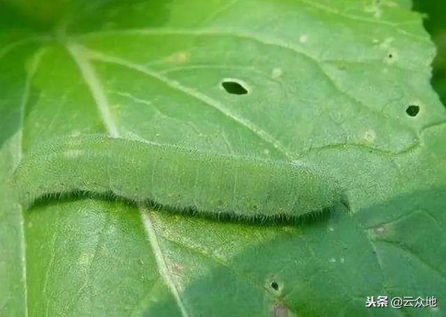 常见油菜病虫害防治技术，高产种植必备！4