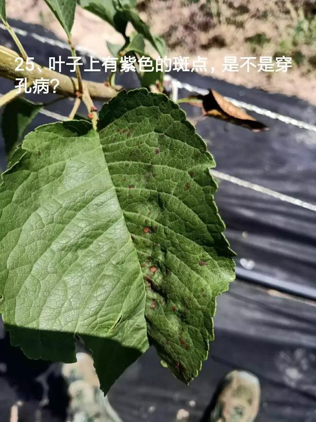 樱桃树流胶用什么药？最有效怎样处理？（85期）1