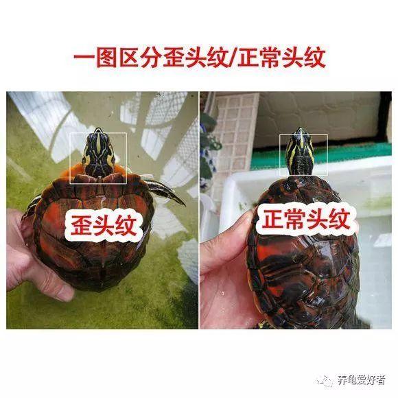 火焰龟怎么抓