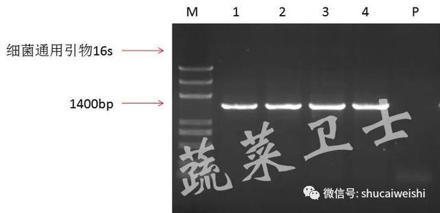 花椰菜细菌性病害的诊断及防治建议6