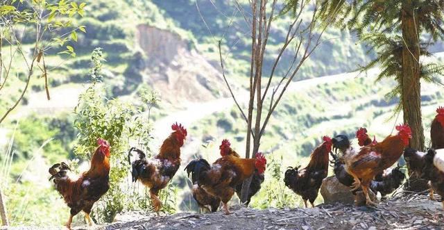 鸡皮肤是绝症么