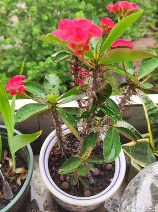 虎刺梅 虎刺梅（虎刺梅的繁殖方法图解） 生活