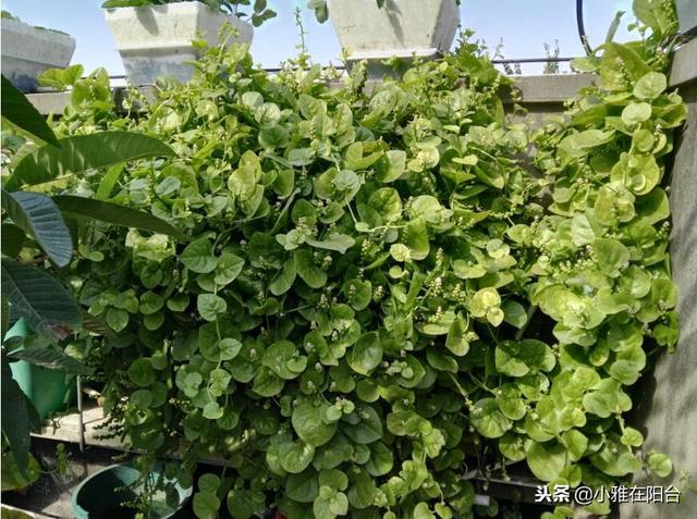 如何种菜 如何种菜（空间站的大便如何种菜） 生活