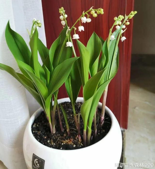 铃兰花 铃兰花，铃兰花语 生活