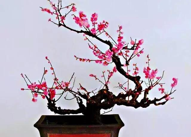 龙游梅