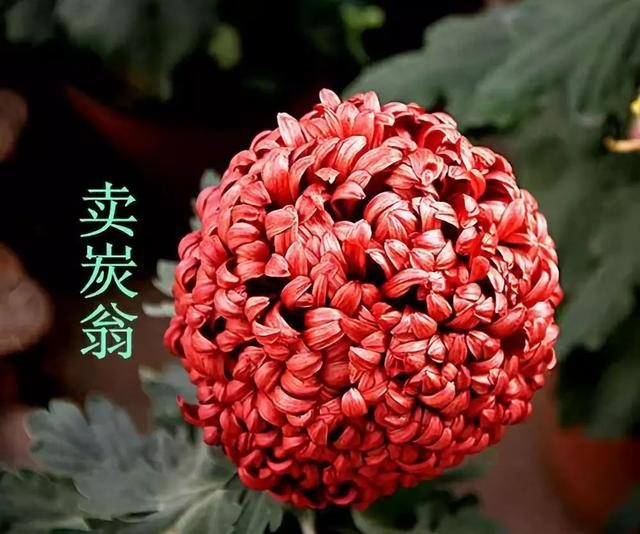 菊花的品种