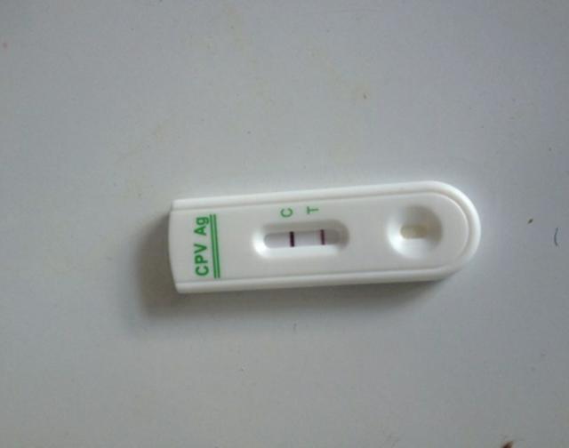 细小潜伏期