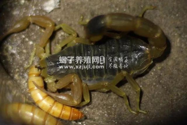 蝎子吃什么「蝎子吃什么食物」 生活