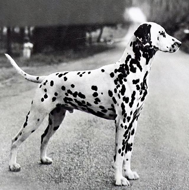 dalmatian