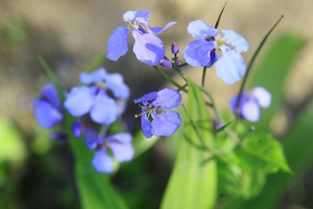 花草图片 花草图片（花草图片高清） 生活