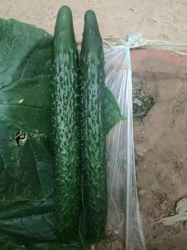 黄瓜怎么施肥，才能长得又长又直？农民抓住这三点，黄瓜多摘不完