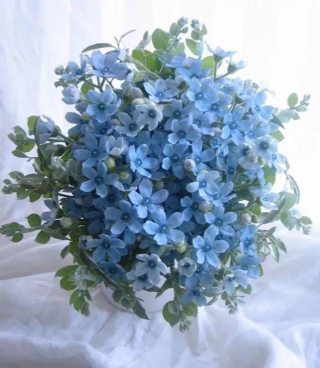 蓝星花的花语