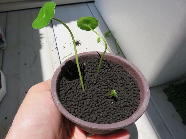 铜钱草怎么养（水陆两栖的铜钱草三大养殖方法）