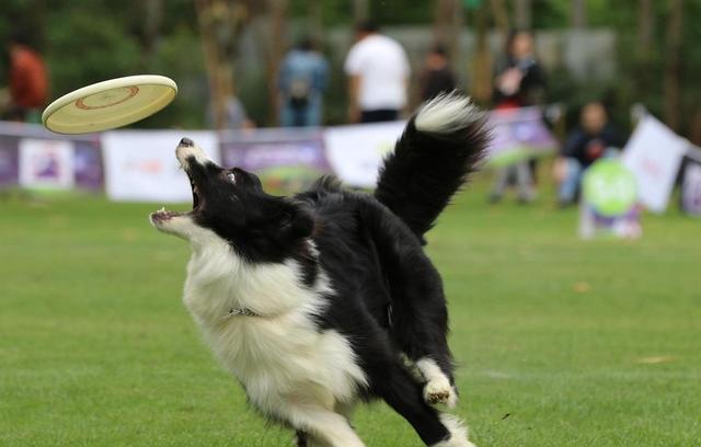 边境牧羊犬怎么训练