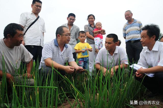 受大葱涨价影响，农民种植积极性高涨，预防烂根和施肥技术成门槛3