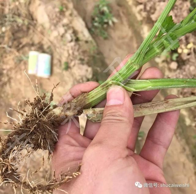 芹菜抽苔的原因分析及综合防控措施